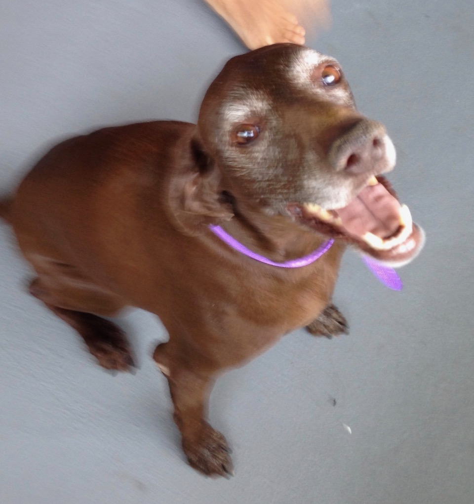 Penny at Canine Massage San Diego