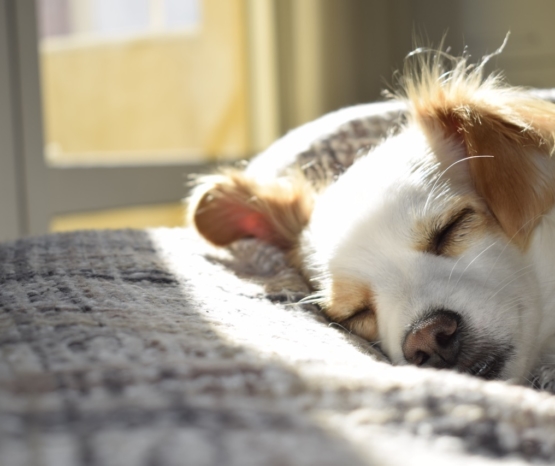sweet dreams after massage Canine Massage San Diego