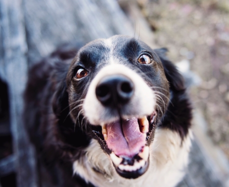 So happy! Canine Massage San Diego