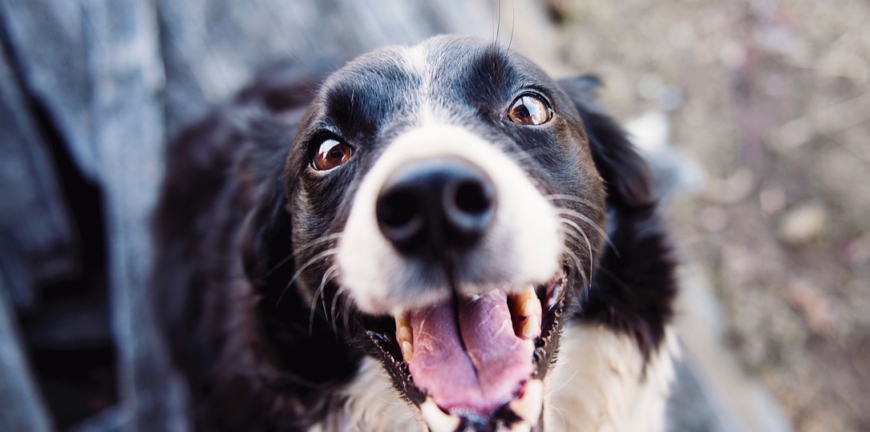 So happy! Canine Massage San Diego